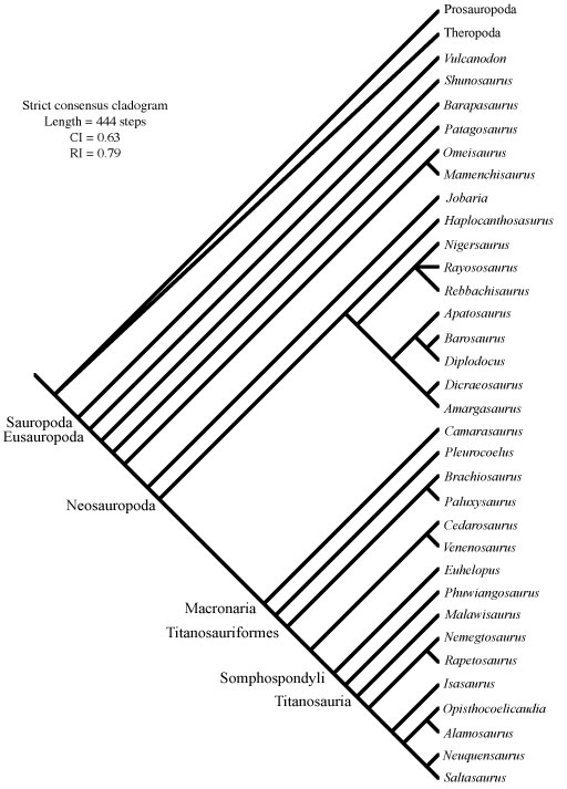 phylogenetic relationship between Paluxysaurus and other sauropods
